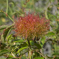 gall Diplolepis rosae